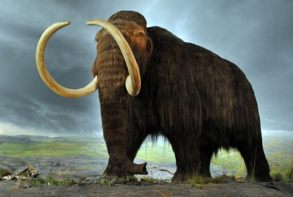 Mammouth laineux évoquant l’image du “mammouth administratif” en France