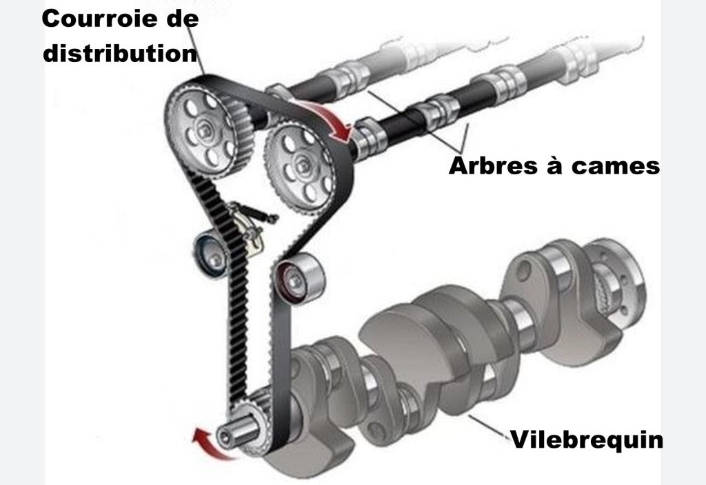 Courroie de distribution reliant vilebrequin et arbres à cames dans un moteur automobile