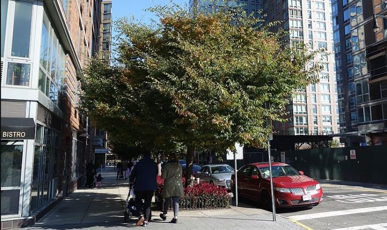 Arbres en ville le long d'une rue, illustration de leur rôle contre les îlots de chaleur urbains.