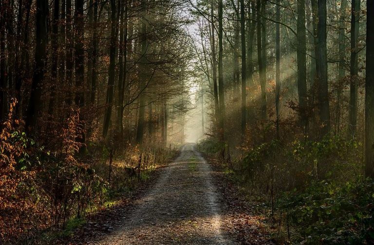 Chemin traversant une forêt, illustration du besoin de changer d'air et de s'évader près de chez soi.