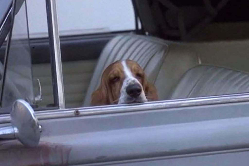 Le chien de Columbo attend dans la Peugeot 403 cabriolet